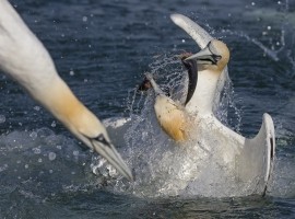 2026 Diving Gannet Photography Experience