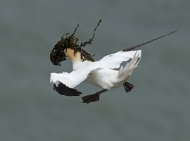Gannet - Steve Race ©