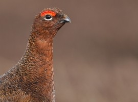 Moorland Birds Photography Gift Voucher