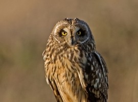 Yorkshire Birding Discovery Days Gift Voucher