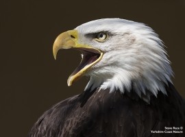 Birds of Prey Photography Gift Voucher