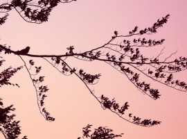 Nightjar Safari Gift Voucher