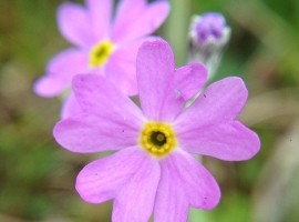 Wild Flower Discovery Walks
