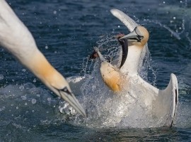 Diving Gannet Photography Spectacular Gift Voucher