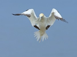 Birds in Flight Photography Workshop Gift Voucher