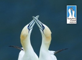 Gannet Postcard Pack