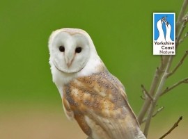 Wildlife Postcard Pack