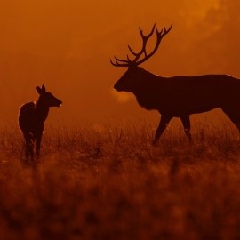 2026 Deer Rut Photography Experience