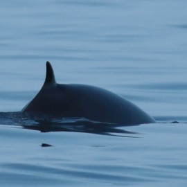Seabirds And Whales A Yorkshire Adventure 2026