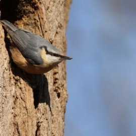 Bird Sound Safari - Forests 2026