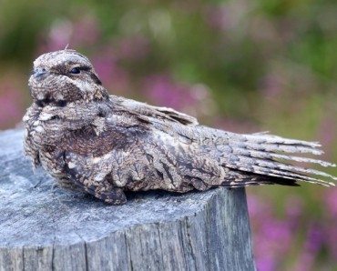 Nightjar Safaris