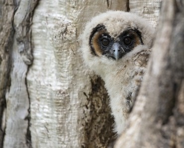 Birds of Prey Photography Experience