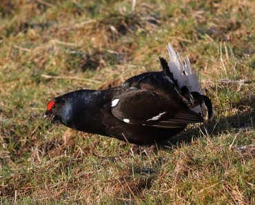 Black Grouse Birding Safaris