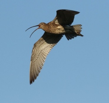 Time and Space for Curlews