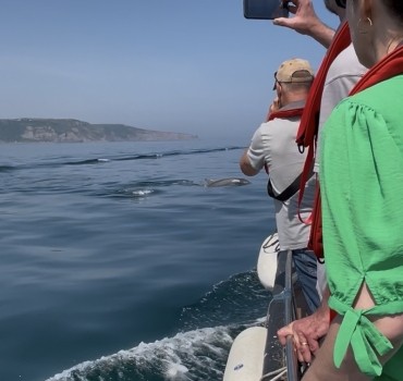 First Seabird & Whale Boat Trips - 2026 Season