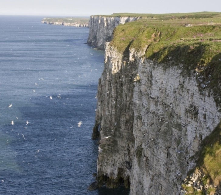 Accessible Wildlife Tours - Bempton Cliffs