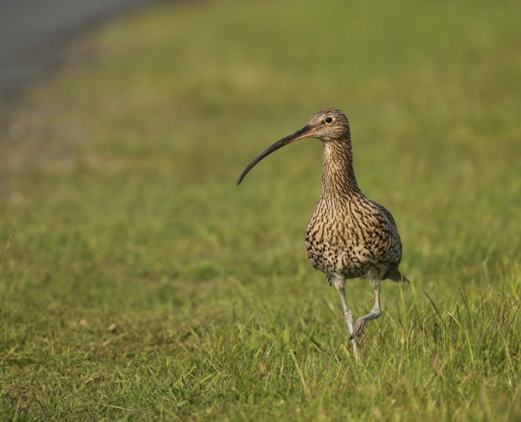 North York Moors National Park
