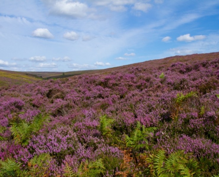 Stunning Purple Heather