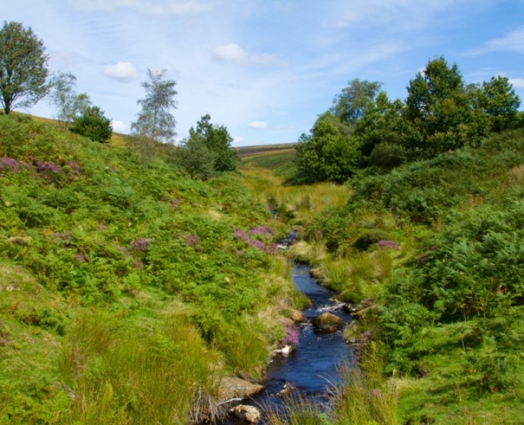 Beautiful Valleys And Twisting Streams