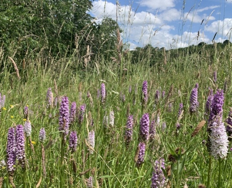 Wild Flower  Walks: Flowers & Wildlife On A Lowland Farm