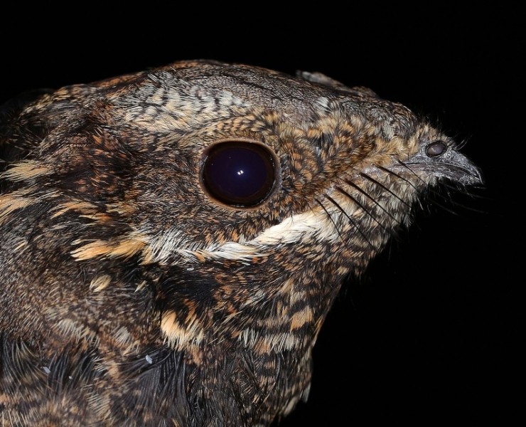 Nightjar Safaris - North York Moors National Park