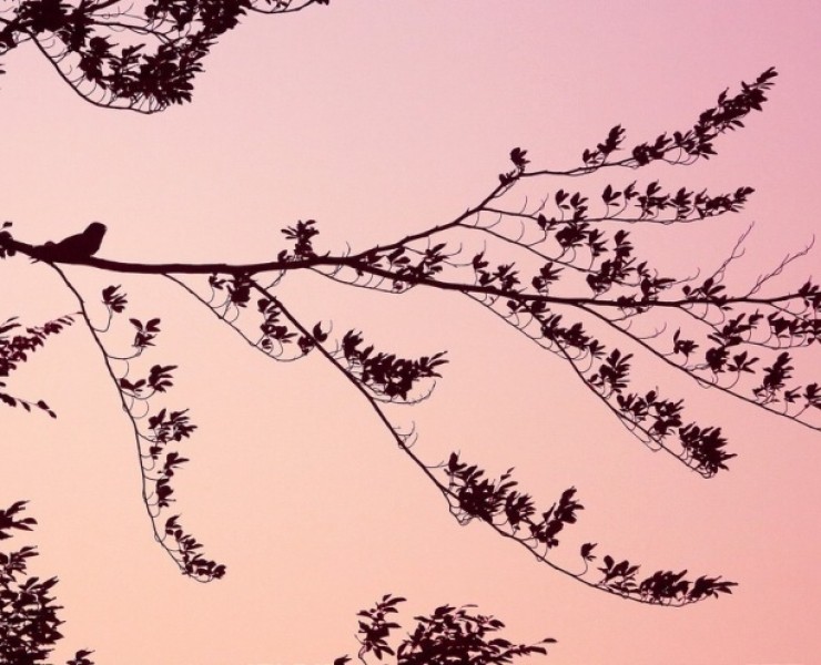 Nightjar Safaris - North York Moors National Park