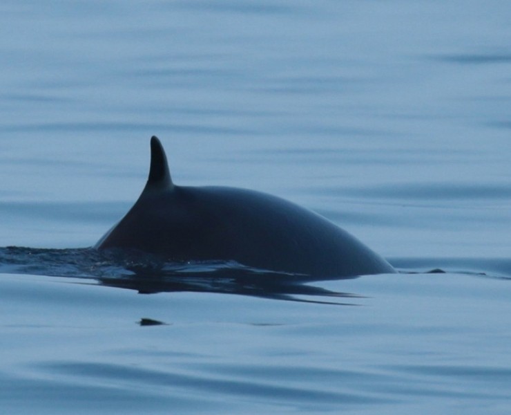 Seabirds And Whales A Yorkshire Adventure 2026