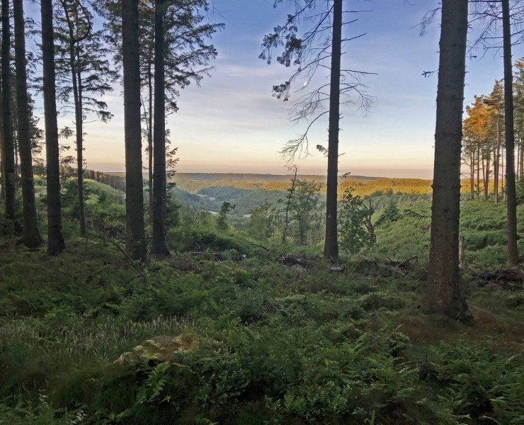 Bird Sound Safari - Forests 2026