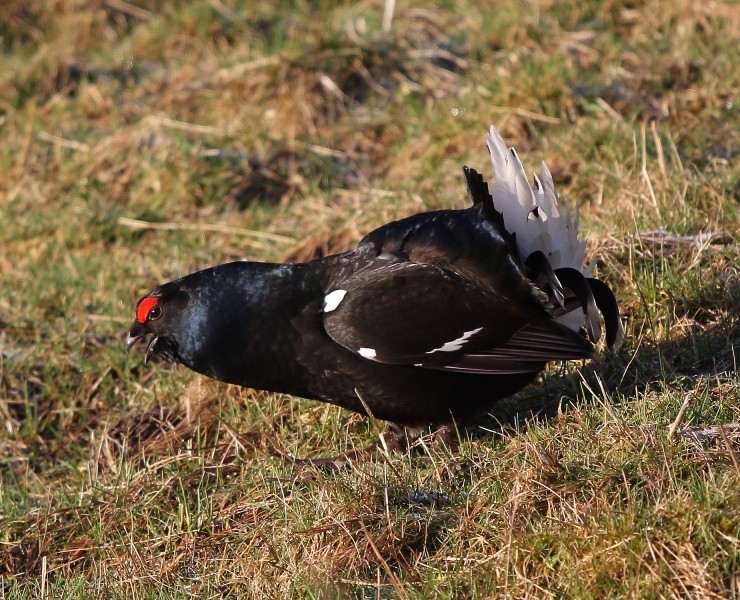 Black Grouse Birding Safari - Spring 2026
