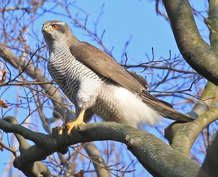 Goshawks Of Berlin 2026
