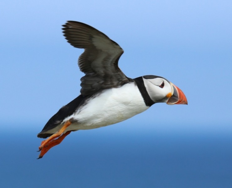 A Morning With Puffins And Friends 2026