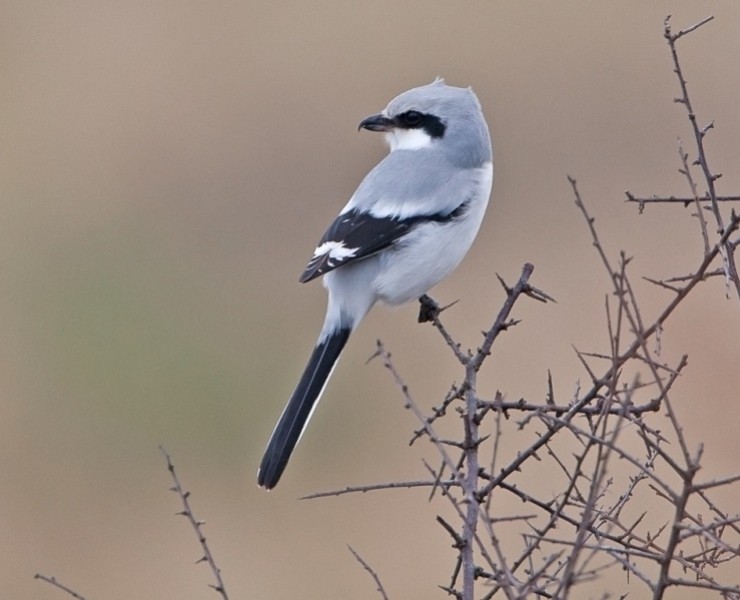 Spurn Birding Holiday - Autumn Migrants 2026