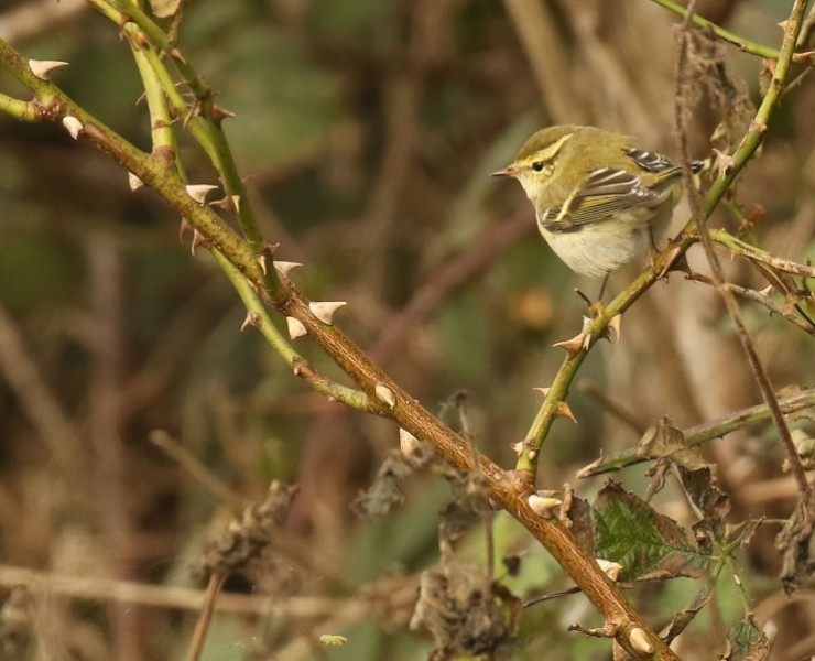 Spurn Birding Holiday - Autumn Migrants 2026