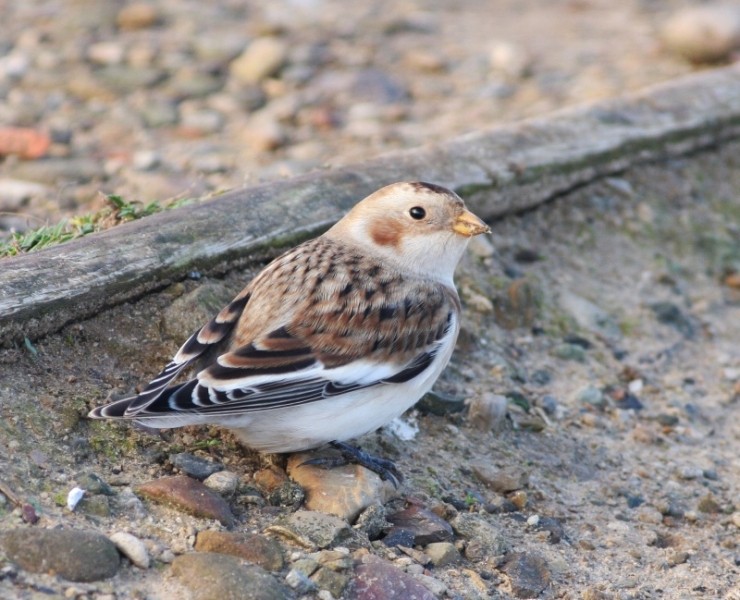 Spurn Birding Holiday - Autumn Migrants 2026