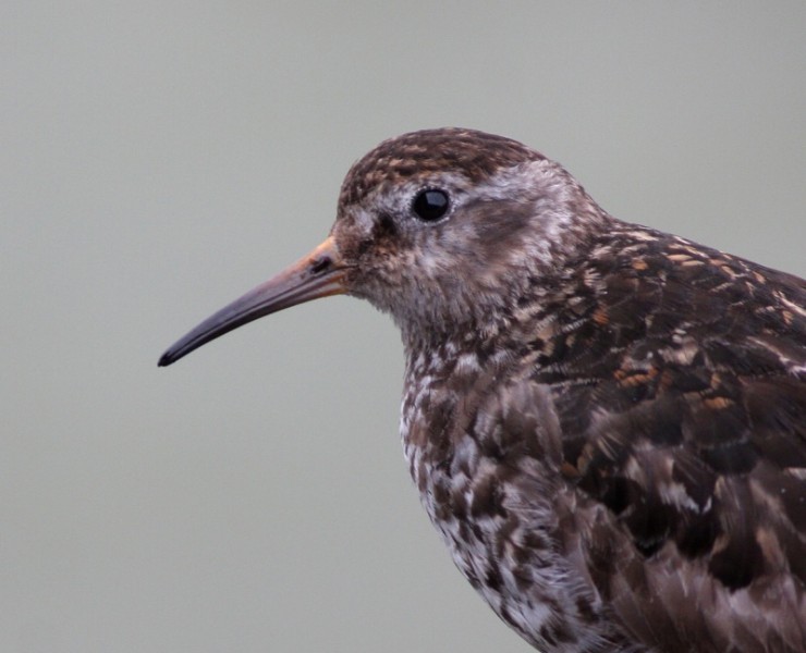 Birding Discovery Day - Filey & Scarborough Winter Warmers 2026