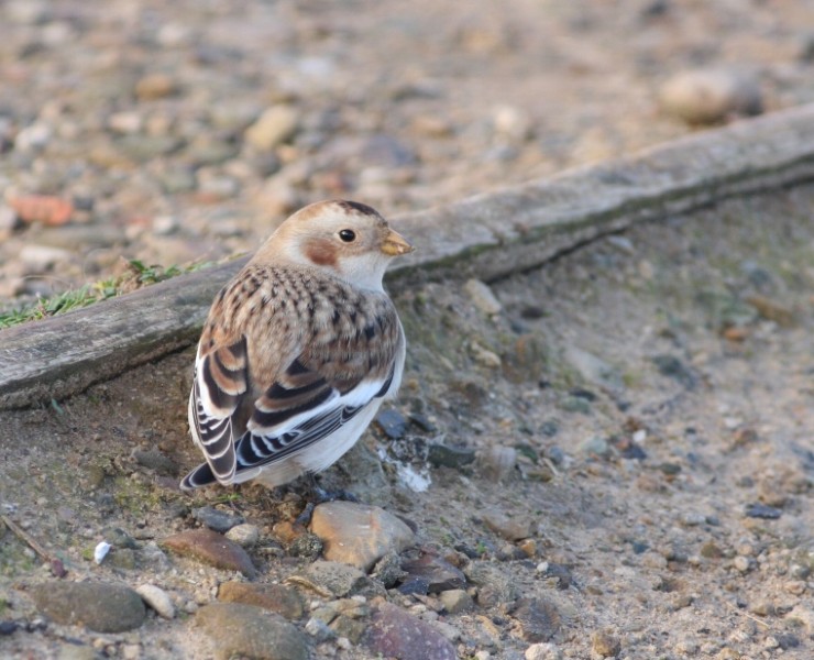 Birding Discovery Day - Filey & Scarborough Winter Warmers 2026