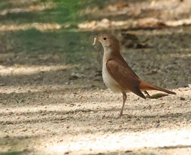 Norfolk Birding - April 2027