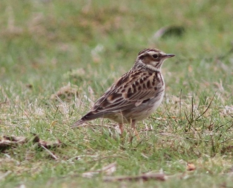 Norfolk Birding - April 2026