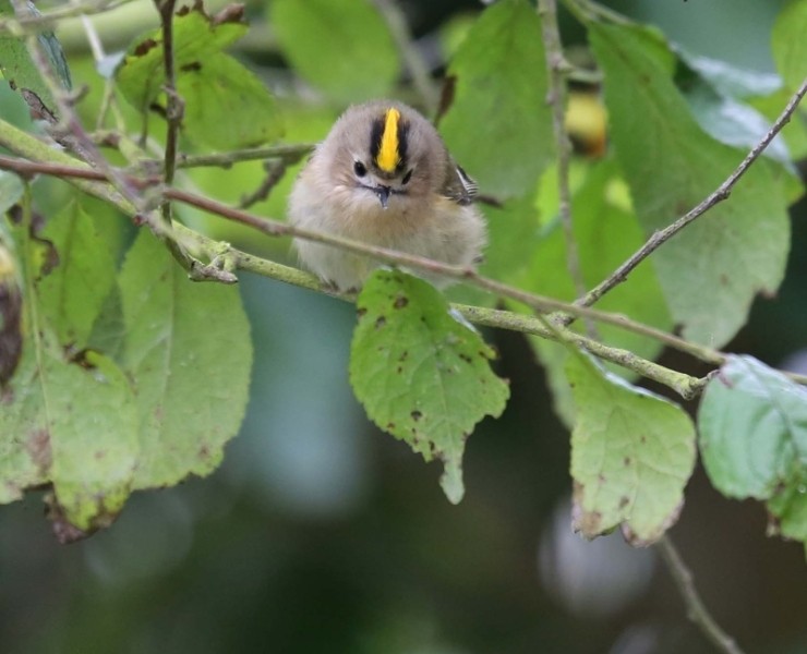 Birding Discovery Day - Flamborough Headland Migration Specials 2027