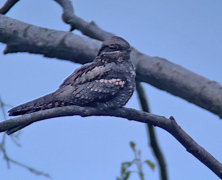 Nightjar Safaris - North York Moors National Park 2027