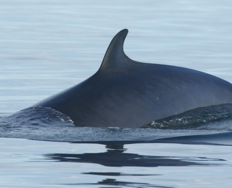 Seabirds And Whales - Twilight Trips 2027