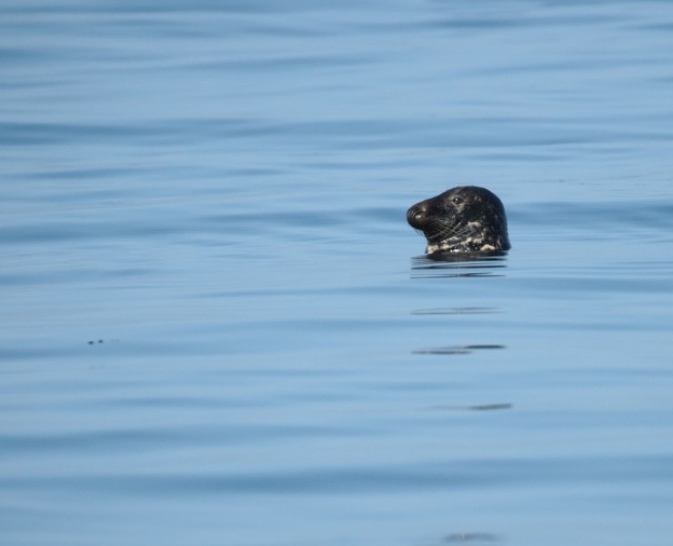 Seabirds And Whales - Twilight Trips 2027