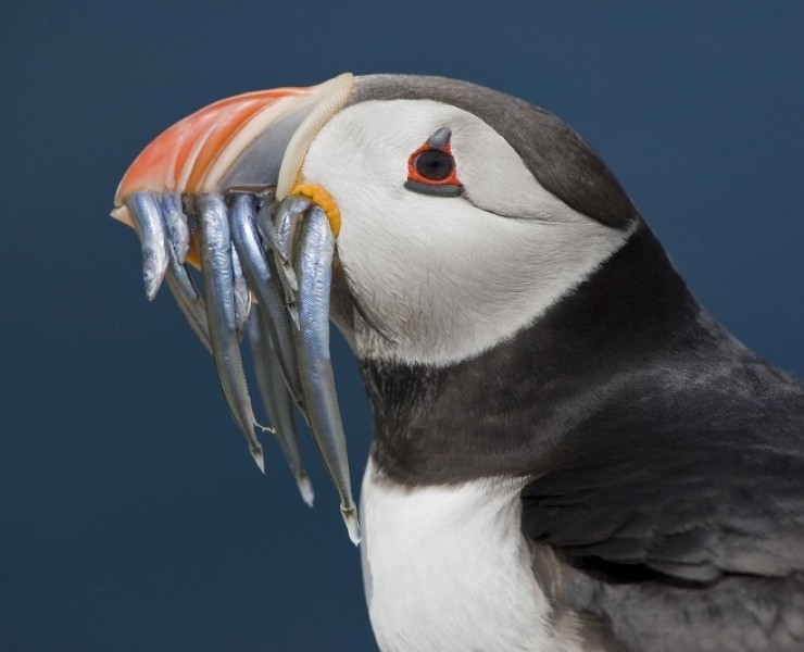 Tailor Made Birding And Wildlife Tours