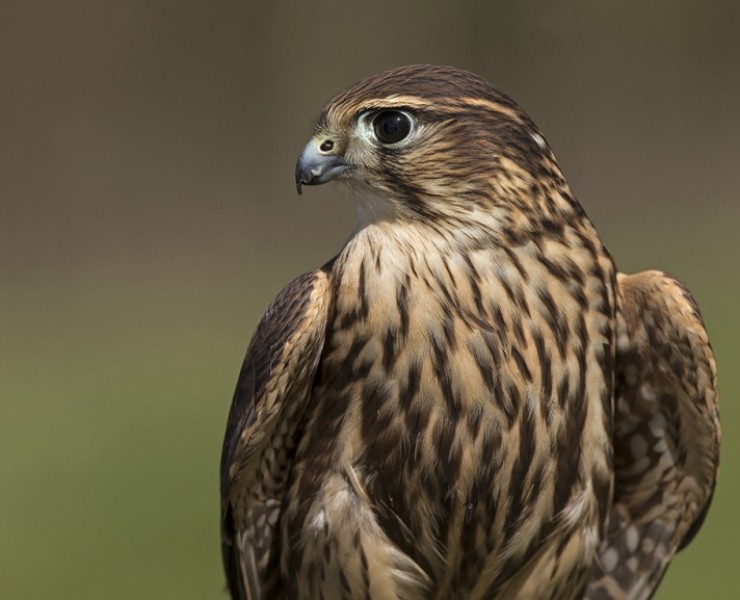 2025 Birds Of Prey Photography Experience