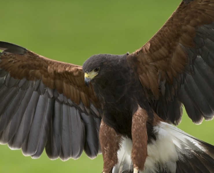 2025 Birds Of Prey Photography Experience