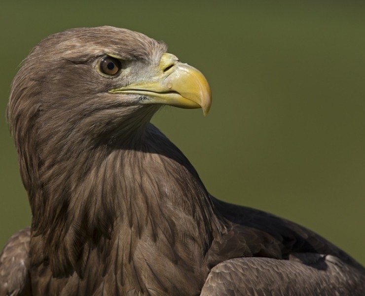 2025 Birds Of Prey Photography Experience