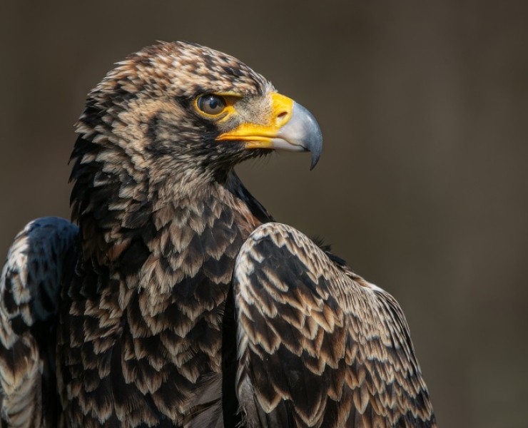2026 Birds Of Prey Photography Experience