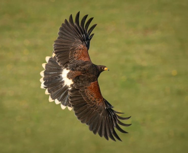 2026 Birds Of Prey Photography Experience