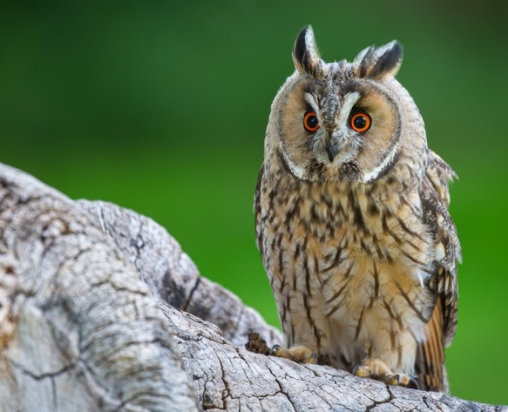 2026 Birds Of Prey Photography Experience