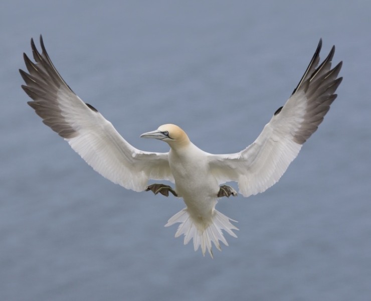 2026 Birds In Flight Photography Workshop